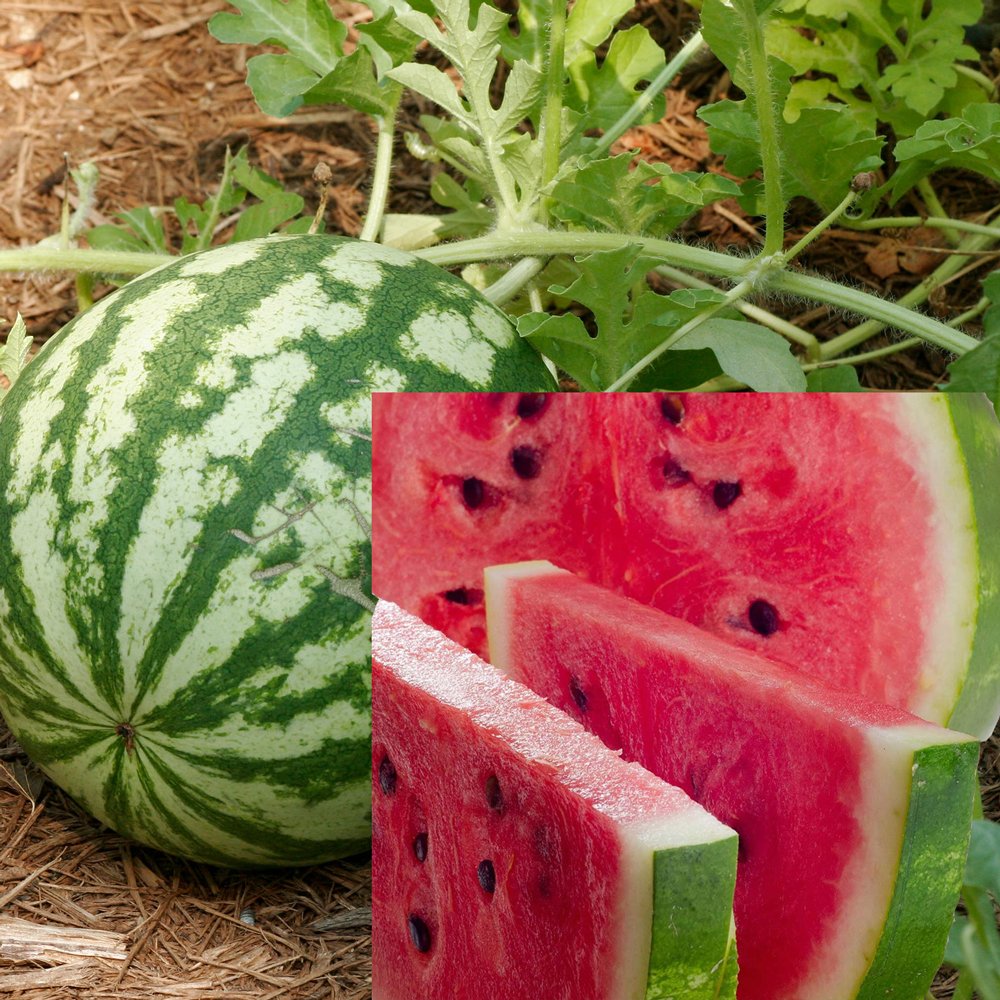 Watermelon 'Crimson Sweet'