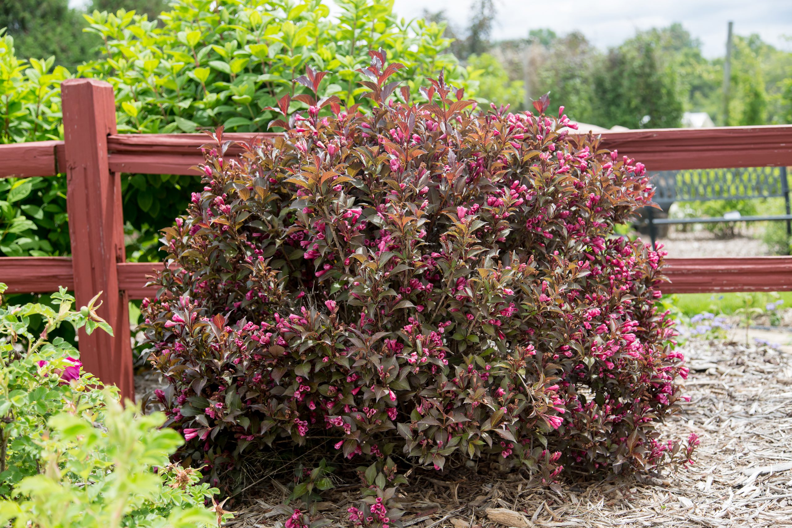 Weigela 'Shining Sensation'