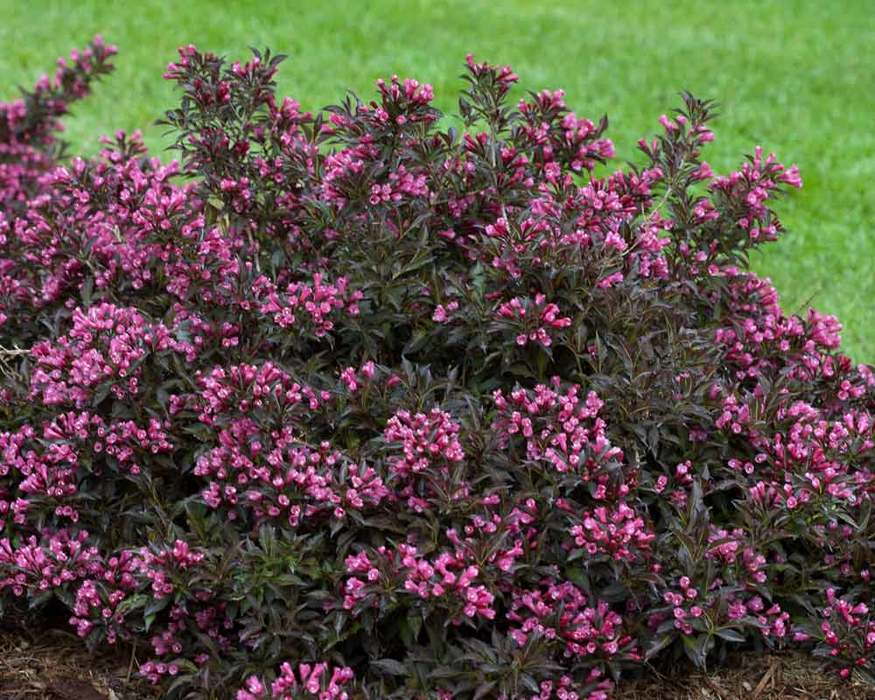 Weigela 'Spilled Wine'