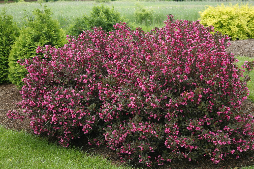 Weigela Wine & Roses ('Alexandra')