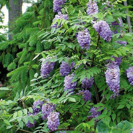 Wisteria frutescens 'Amethyst Falls'