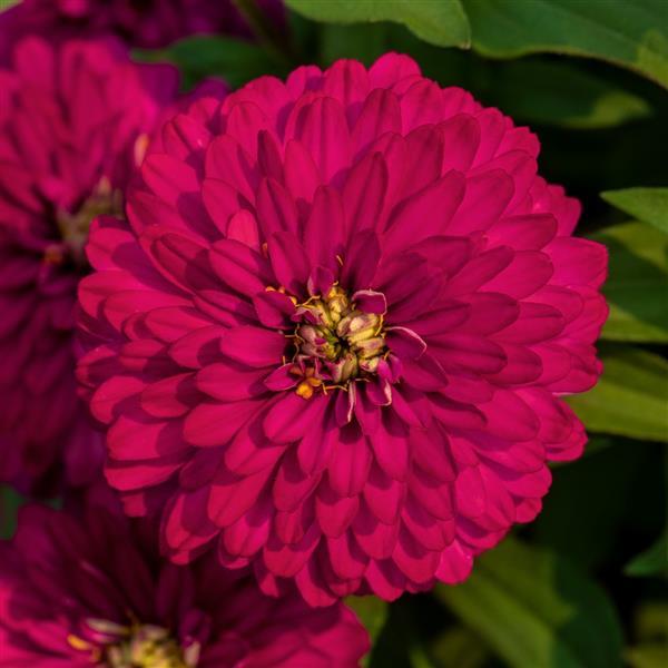 Zinnia Zydeco 'Cherry'