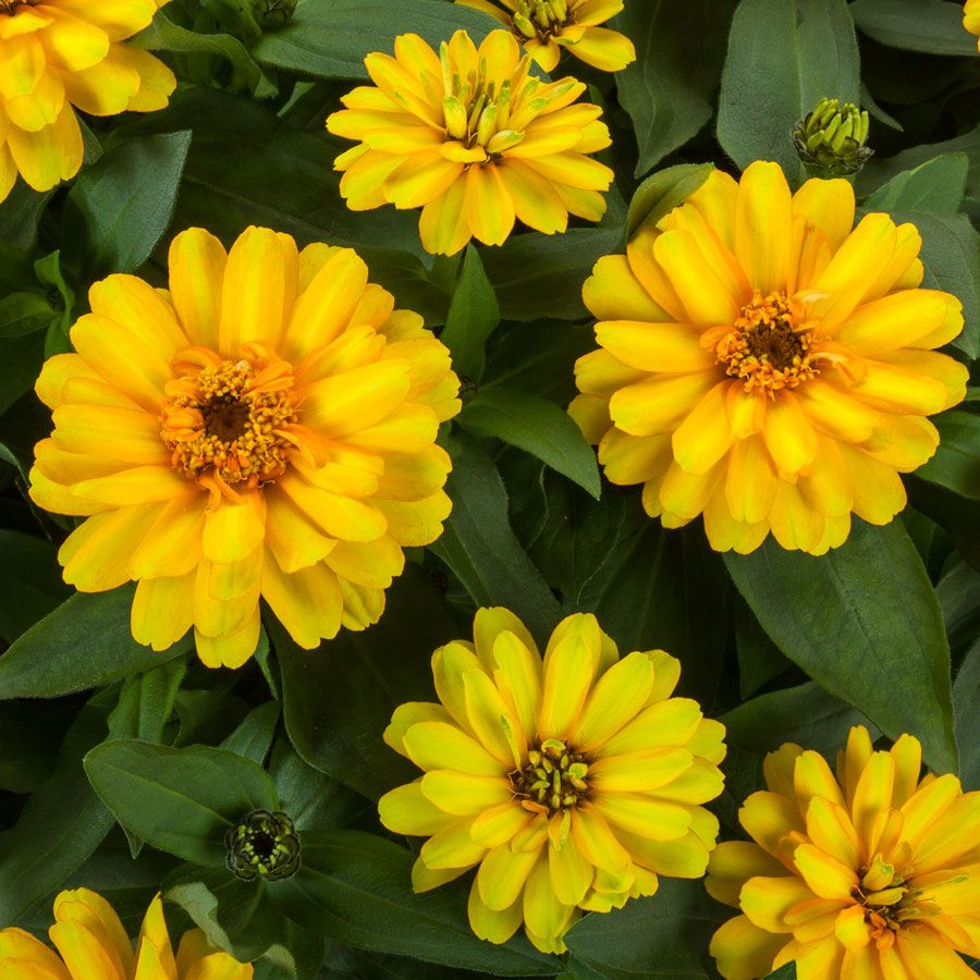 Zinnia Zydeco 'Deep Yellow'