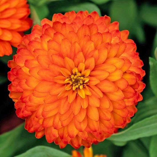 Zinnia Zydeco 'Fire'