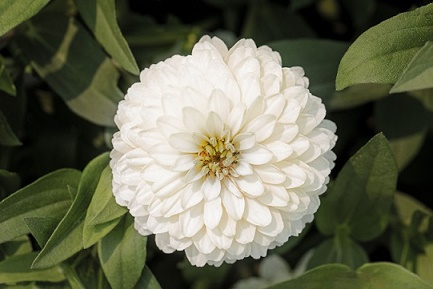 Zinnia Zydeco 'White'