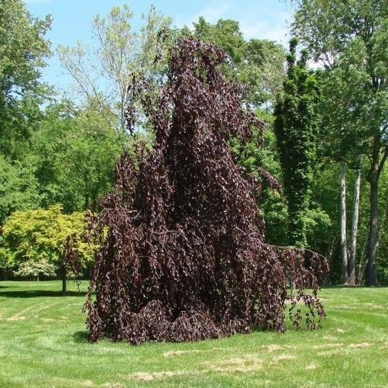 Fagus sylvatica 'Purple Fountain'