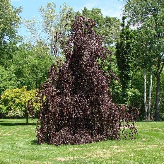 Fagus sylvatica 'Purple Fountain'