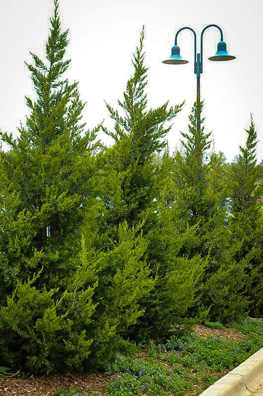  Juniperus chinensis 'Hetzii Columnar'