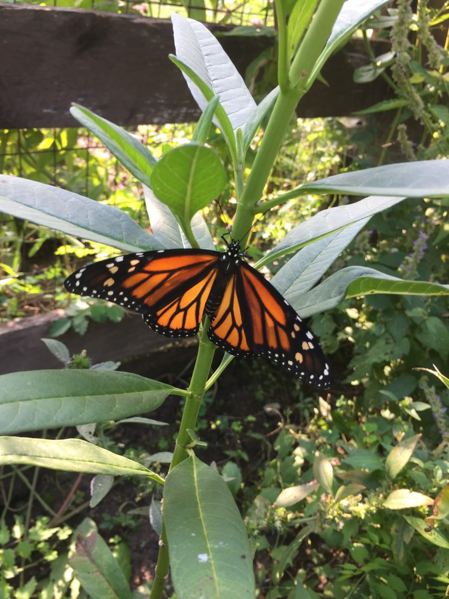 Butterfly on a plant