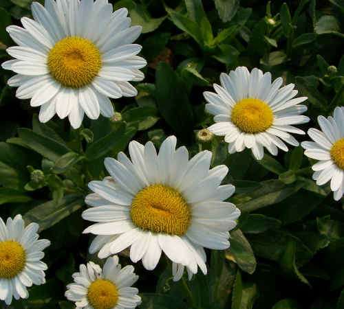 Daisies 