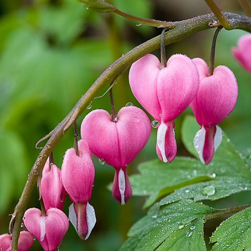 Bleeding Heart Flowers