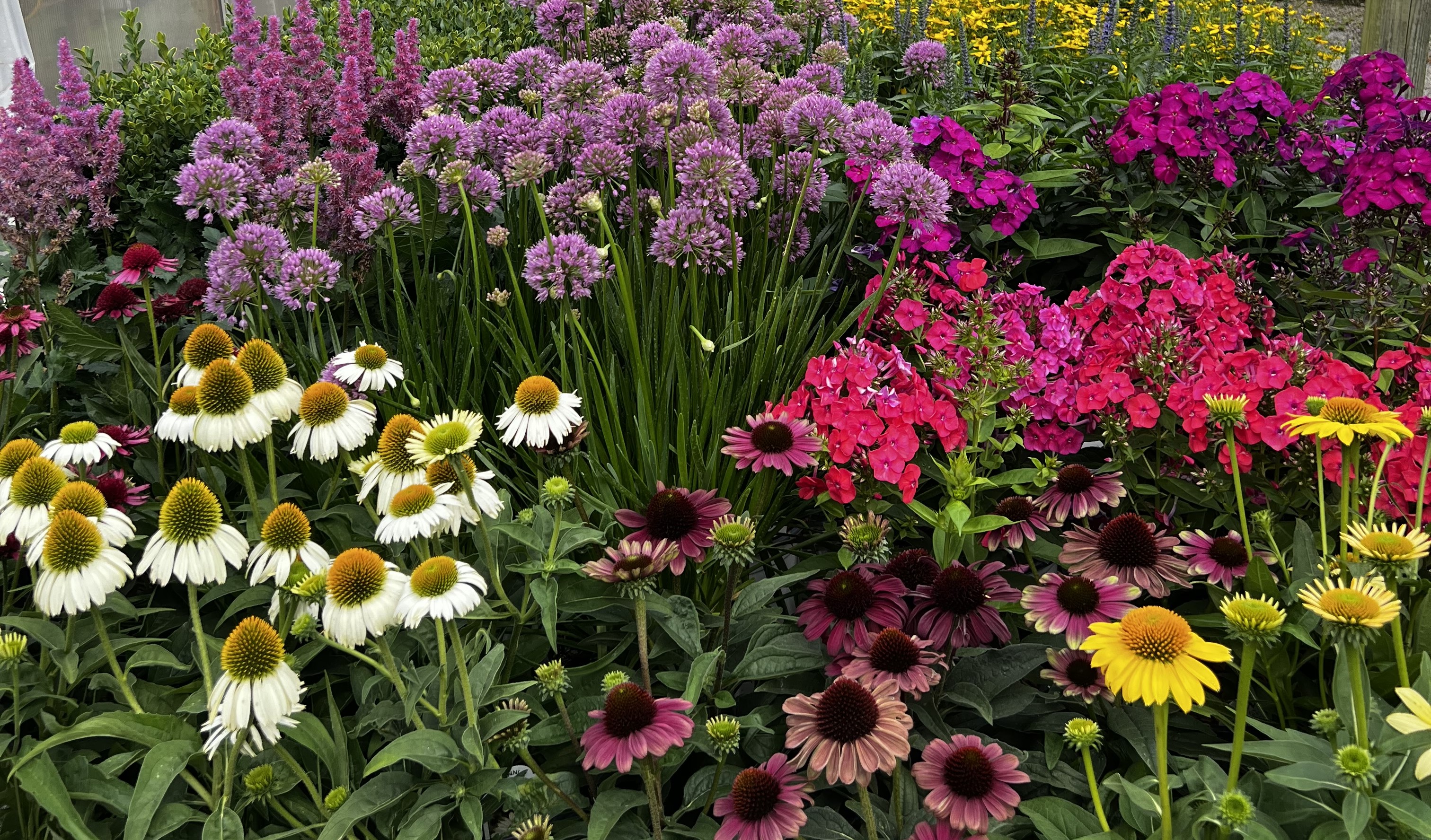 Summer perennials